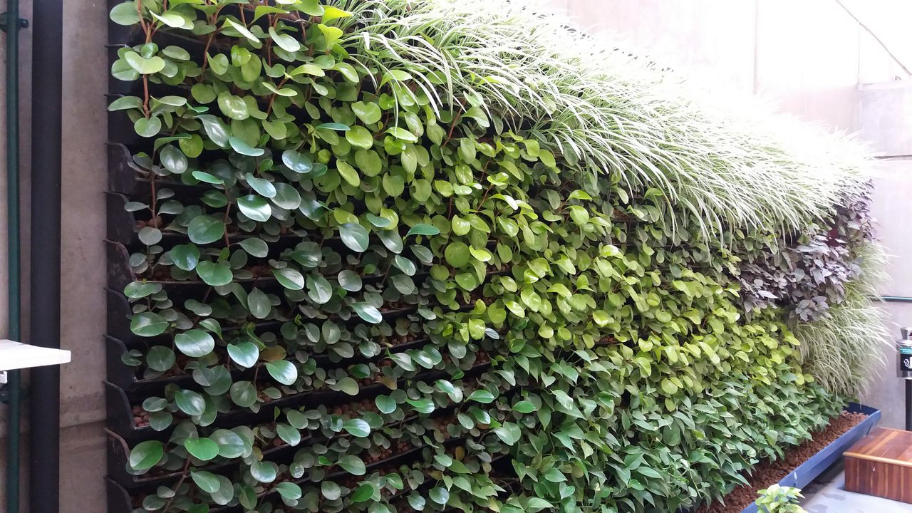 Parede Verde_Rede Globo 1.jpg