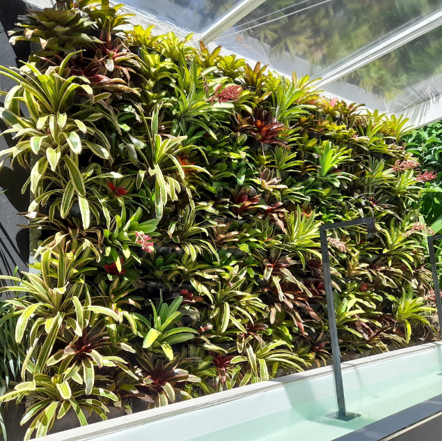 Jardim vertical_Bromelias.png