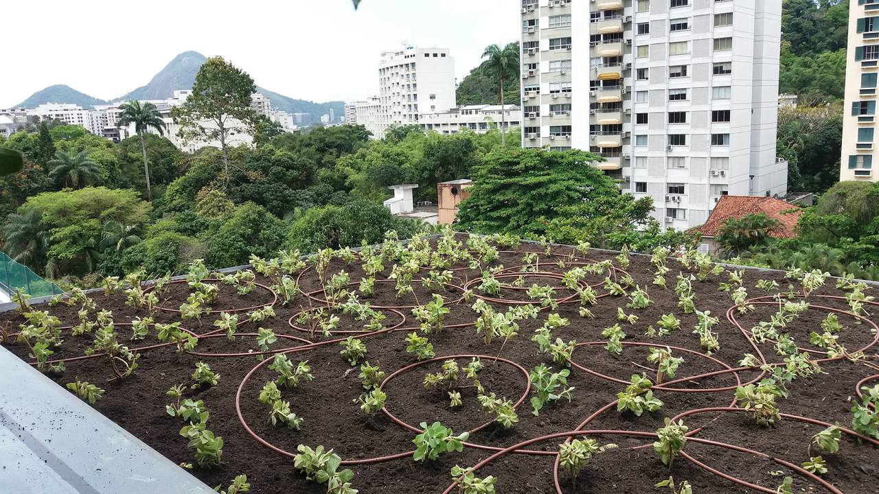 Telhado Verde_Gávea 2.jpg