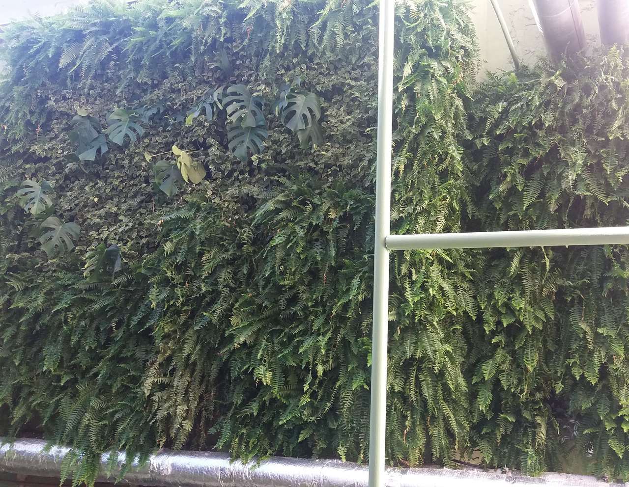 Parede Verde_Hospital São Lucas 8.jpg