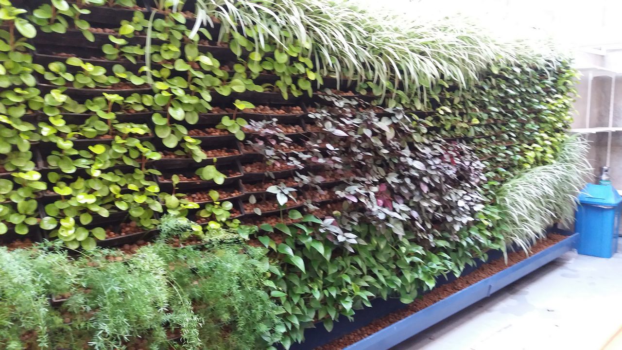 Parede Verde_Rede Globo 3.jpg