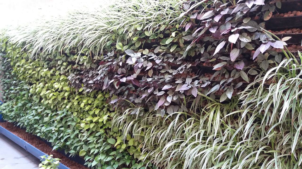 Parede Verde_Rede Globo 2.jpg