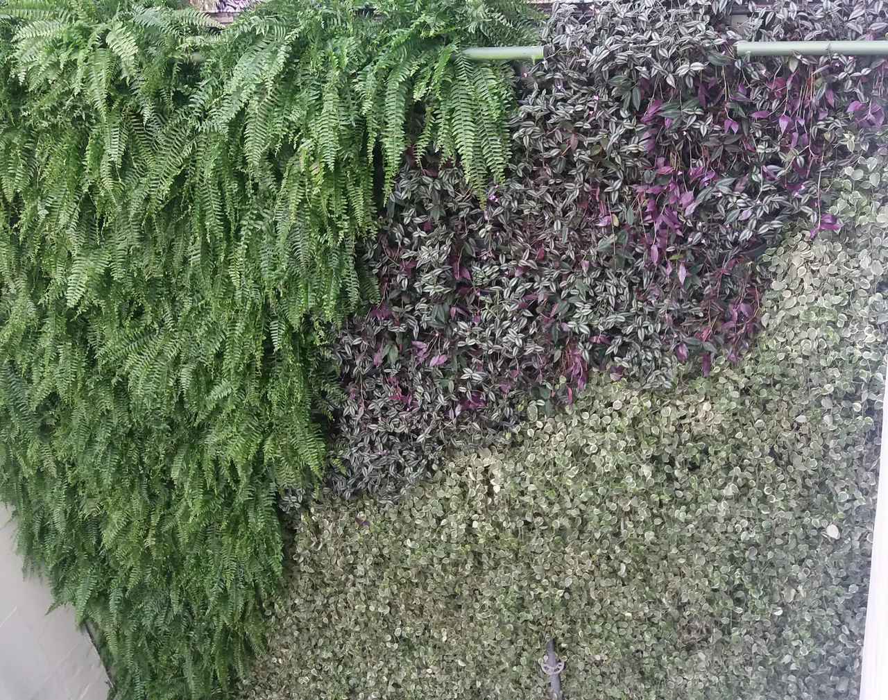 Parede Verde_Hospital São Lucas 3.jpg