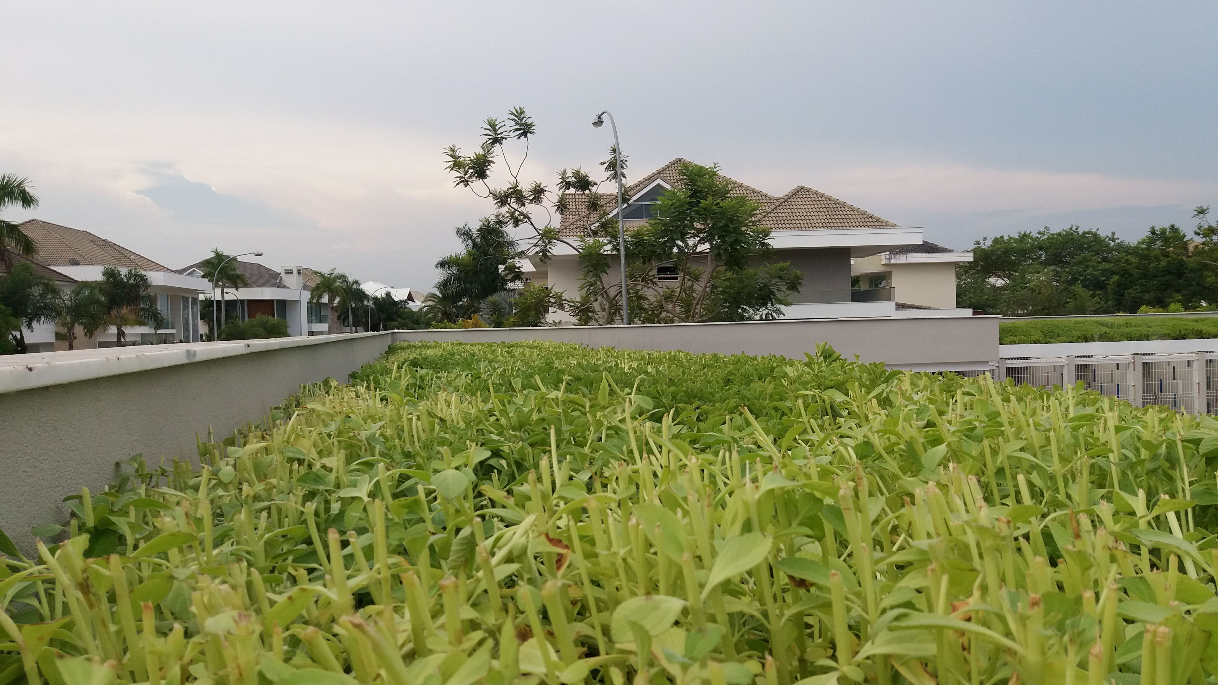 Telhado Verde Alphaville_Barra 4.jpg