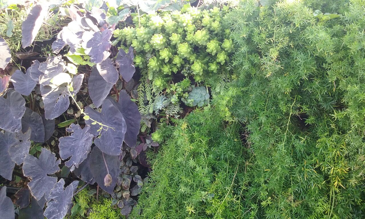 Parede Verde_Residência Cond. Pontal da Areia_Recreio 3.jpg