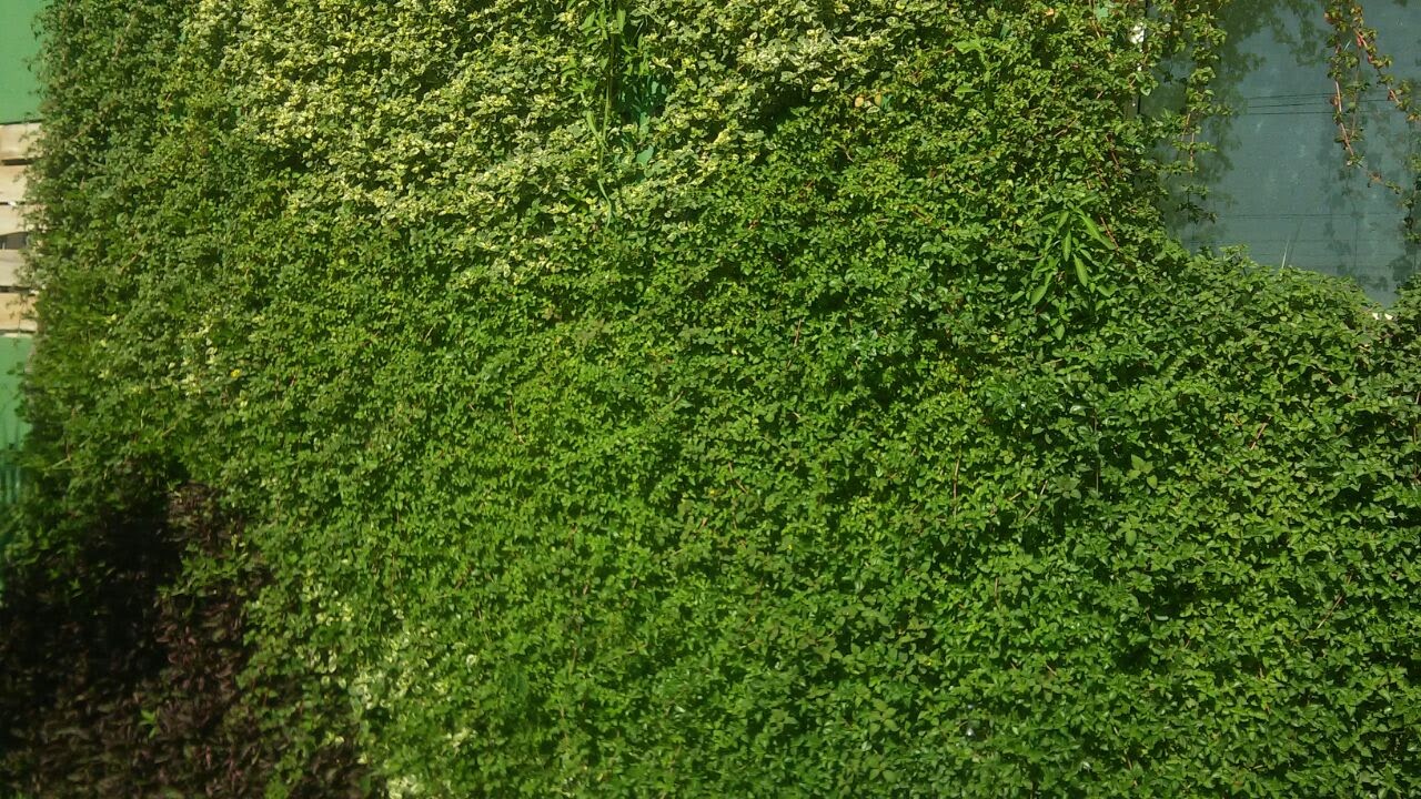 Parede Verde_Cond. Florence Residencial_Fonseca 4.jpg