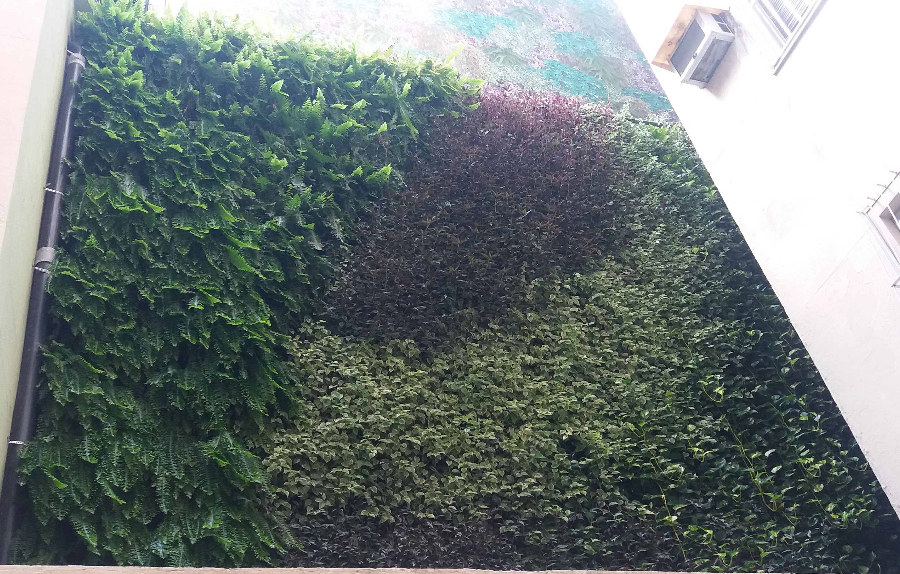 Parede Verde_Hospital São Lucas 6.jpg