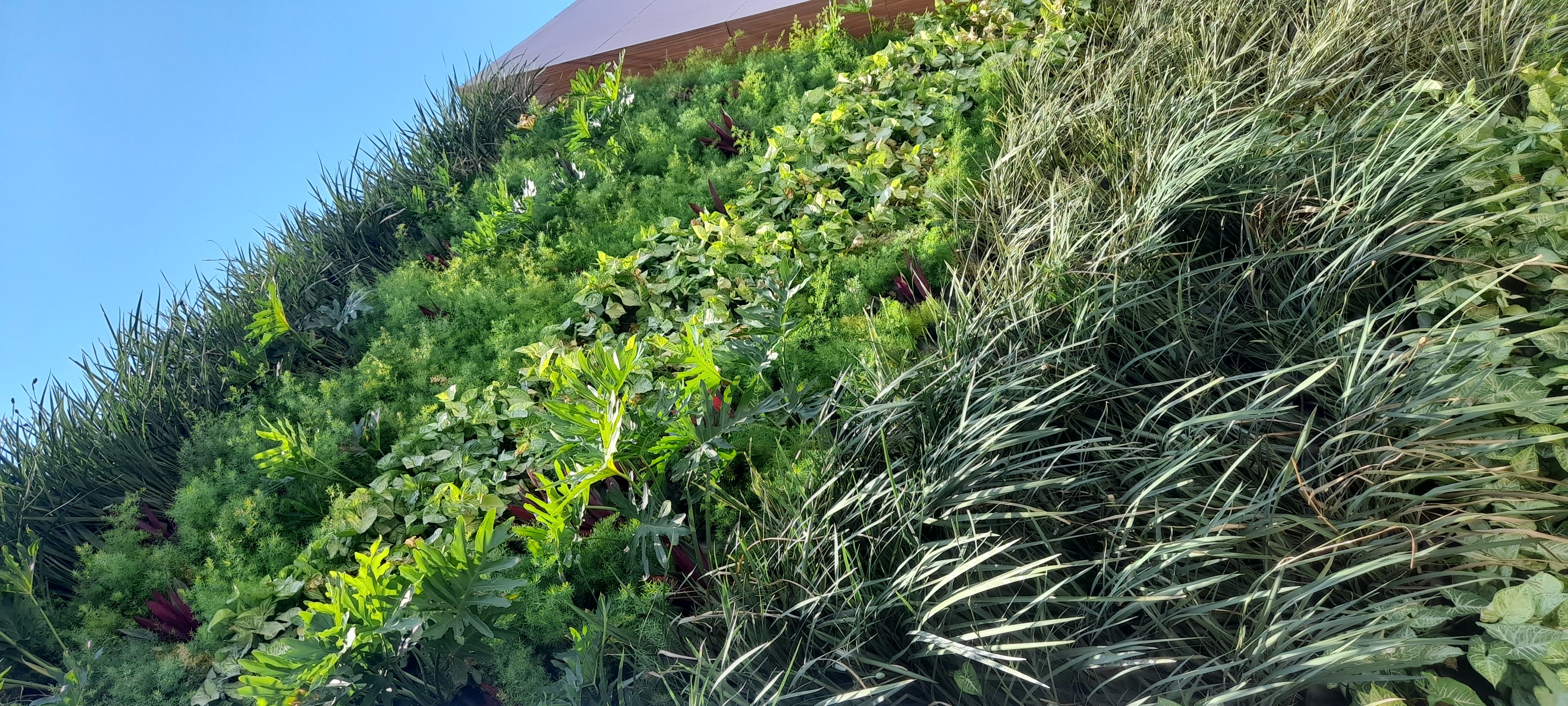 Jardim vertical_Campo Grande.jpg