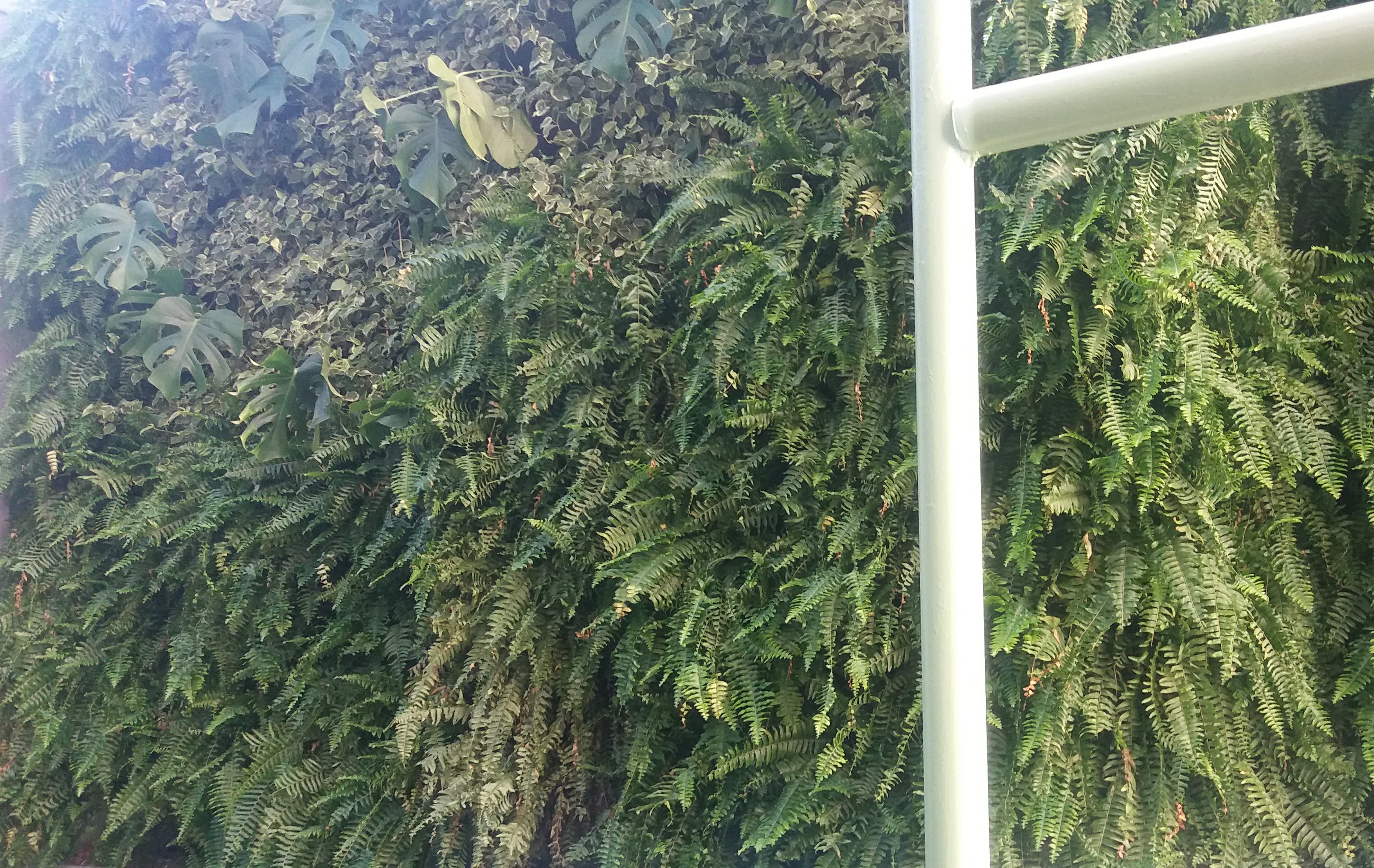 Parede Verde_Hospital São Lucas 7.jpg