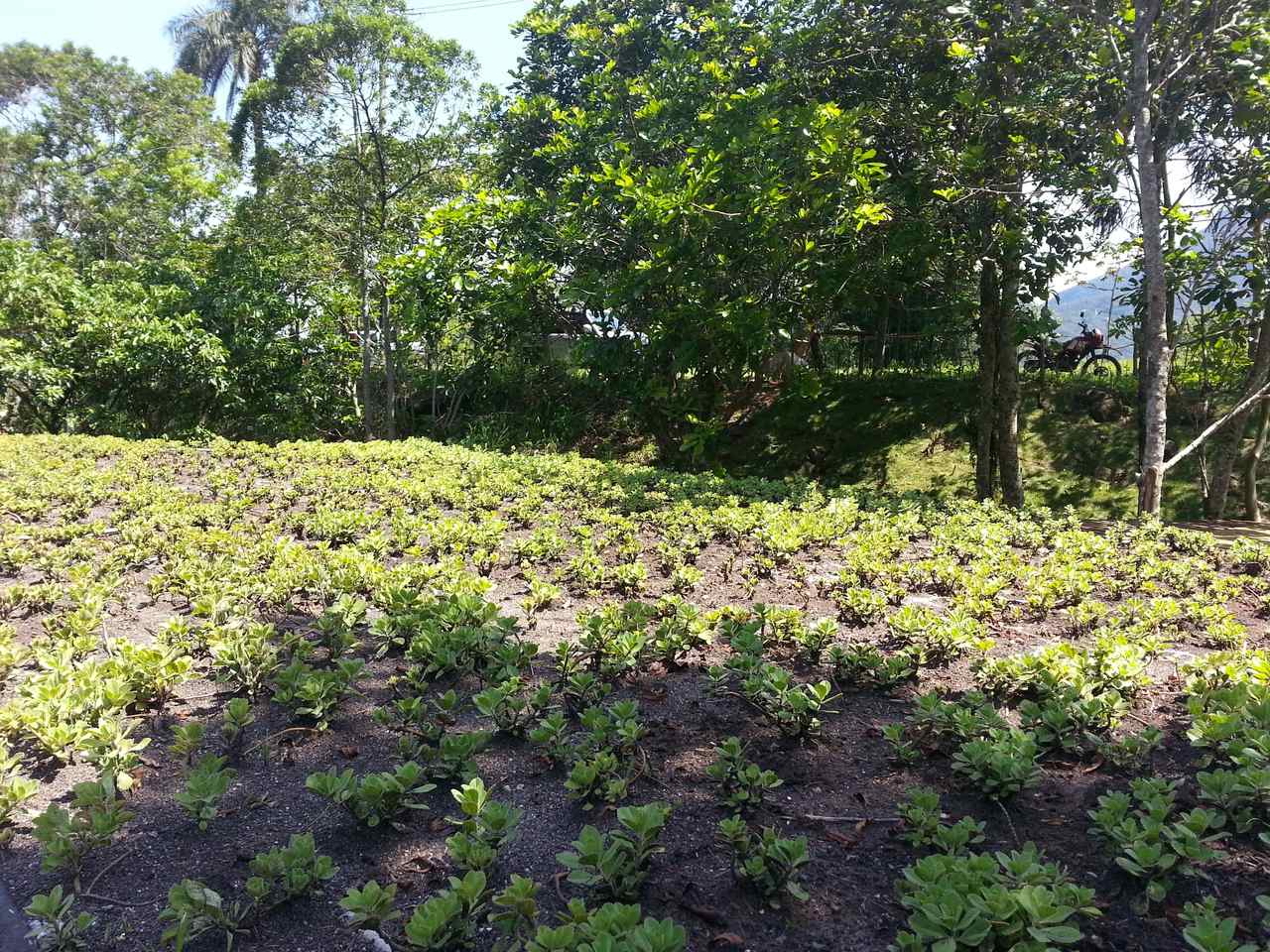 Telhado Verde_Magé 6.jpg