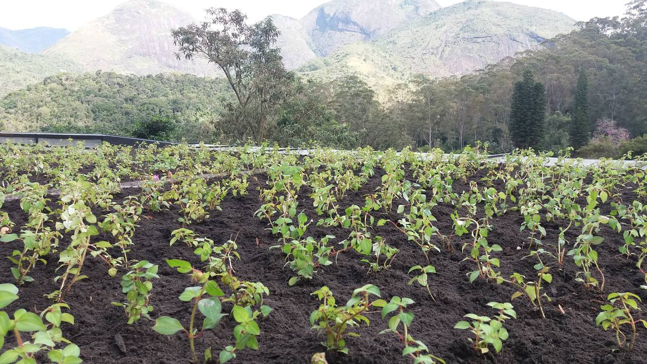 Telhado Verde_Petrópolis 5.jpg