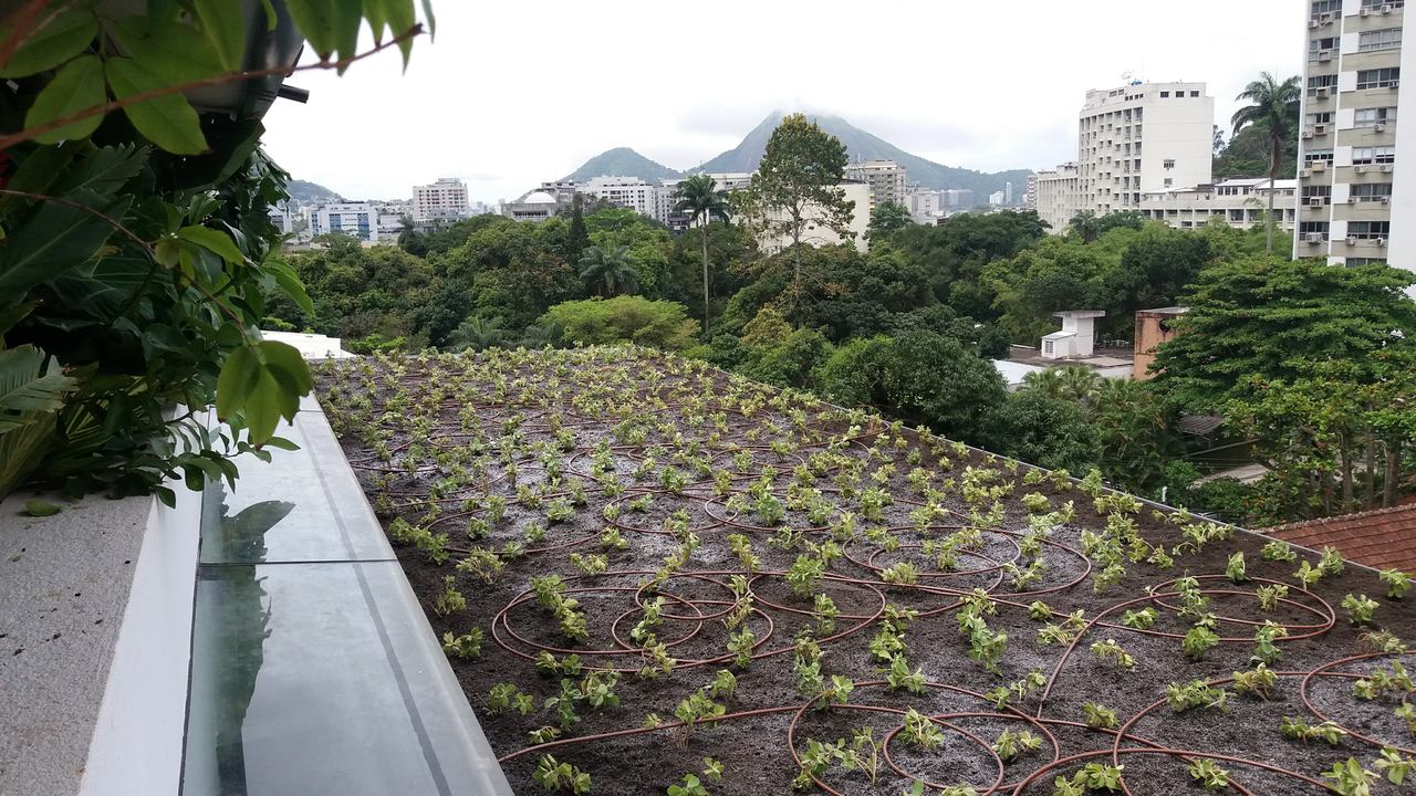 Telhado Verde_Gávea 1.jpg
