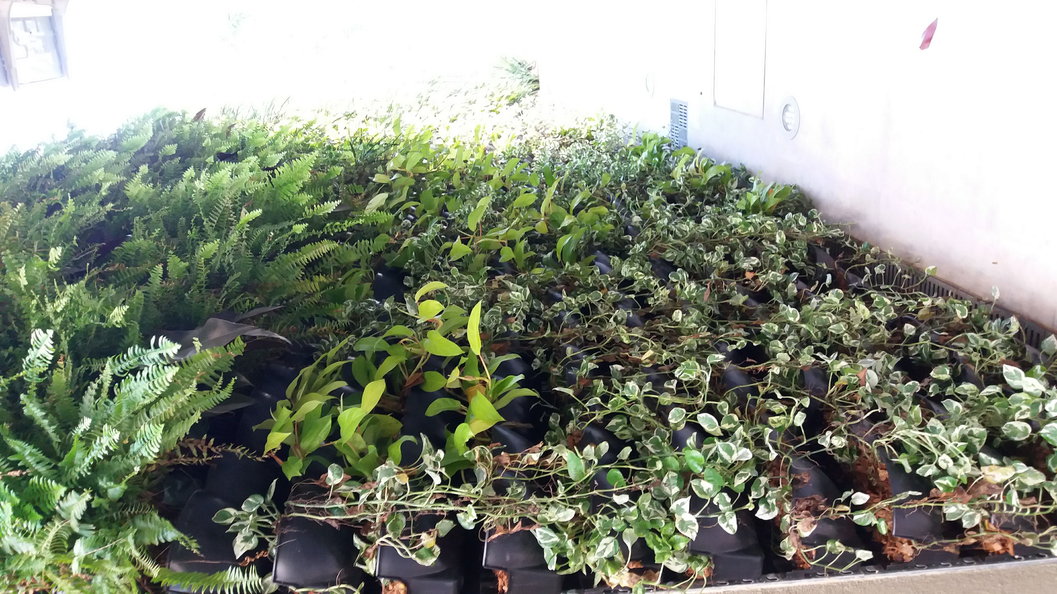 Parede Verde_Residência Cond. Santa Helena_Barra 4.jpg