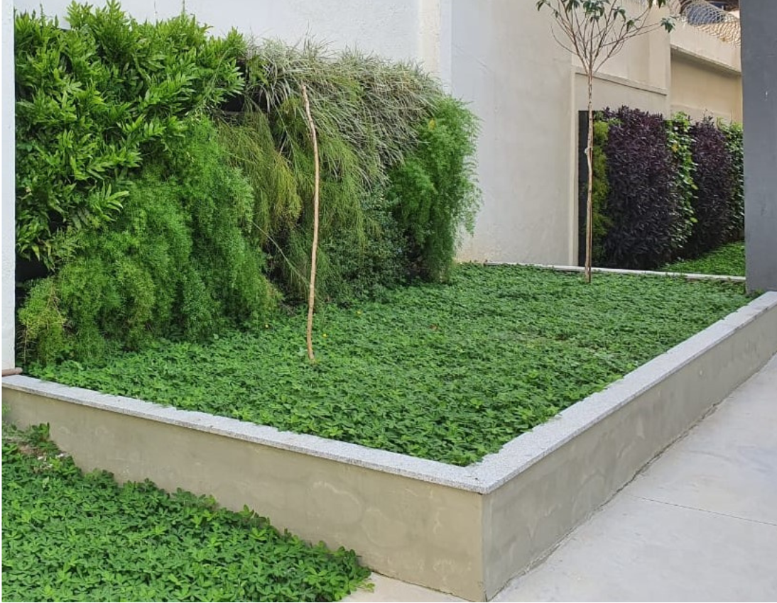 Jardim vertical_Laranjeiras_4.png