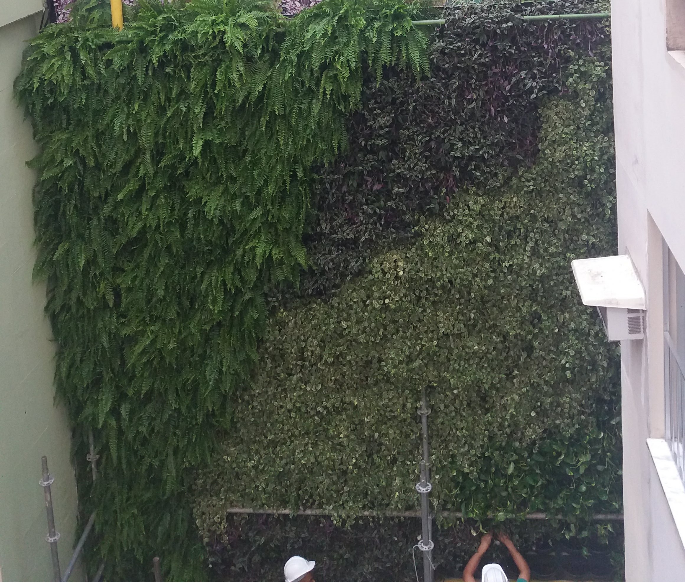 Parede Verde_Hospital São Lucas 2.jpg