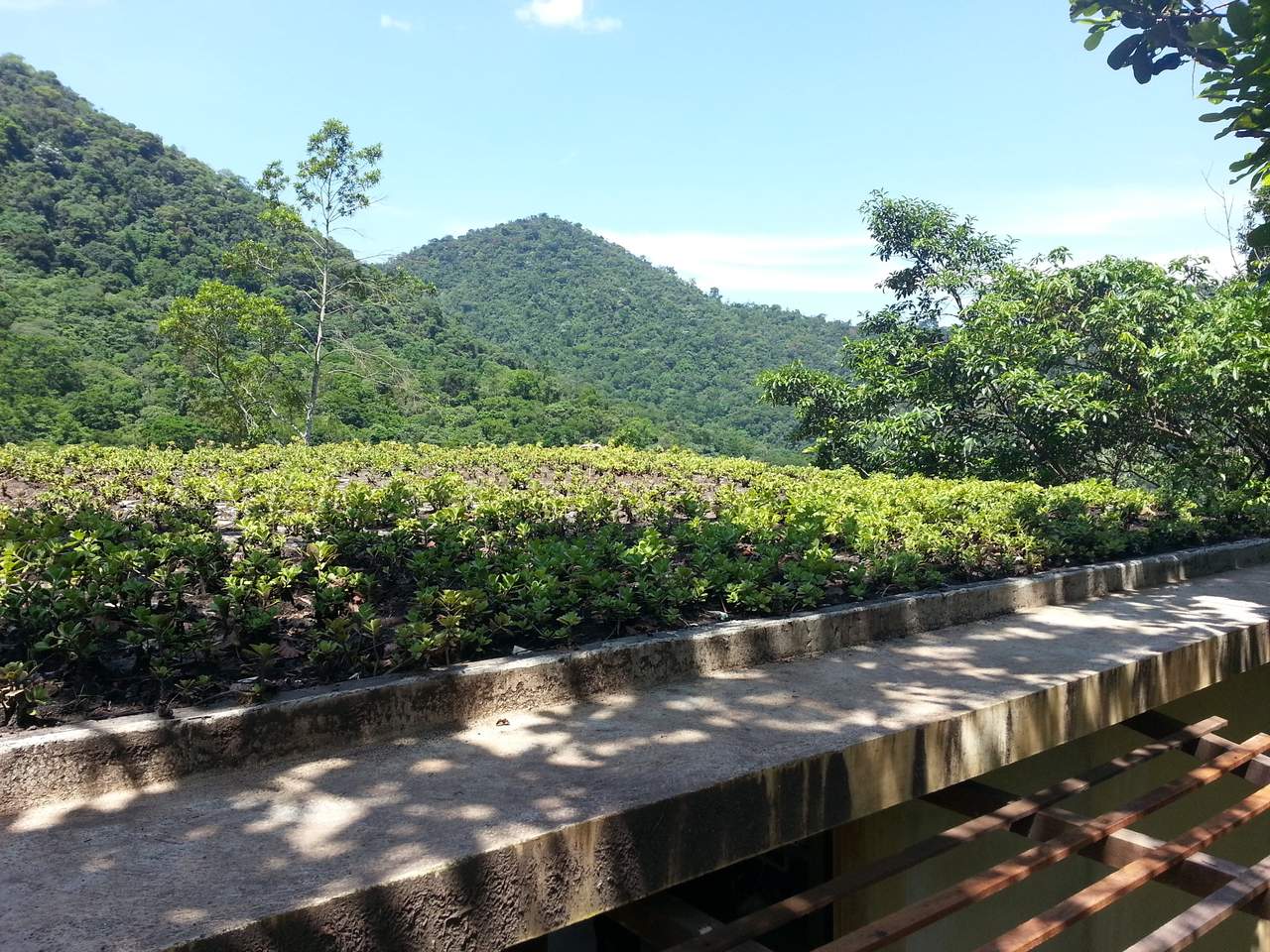 Telhado Verde_Magé 5.jpg