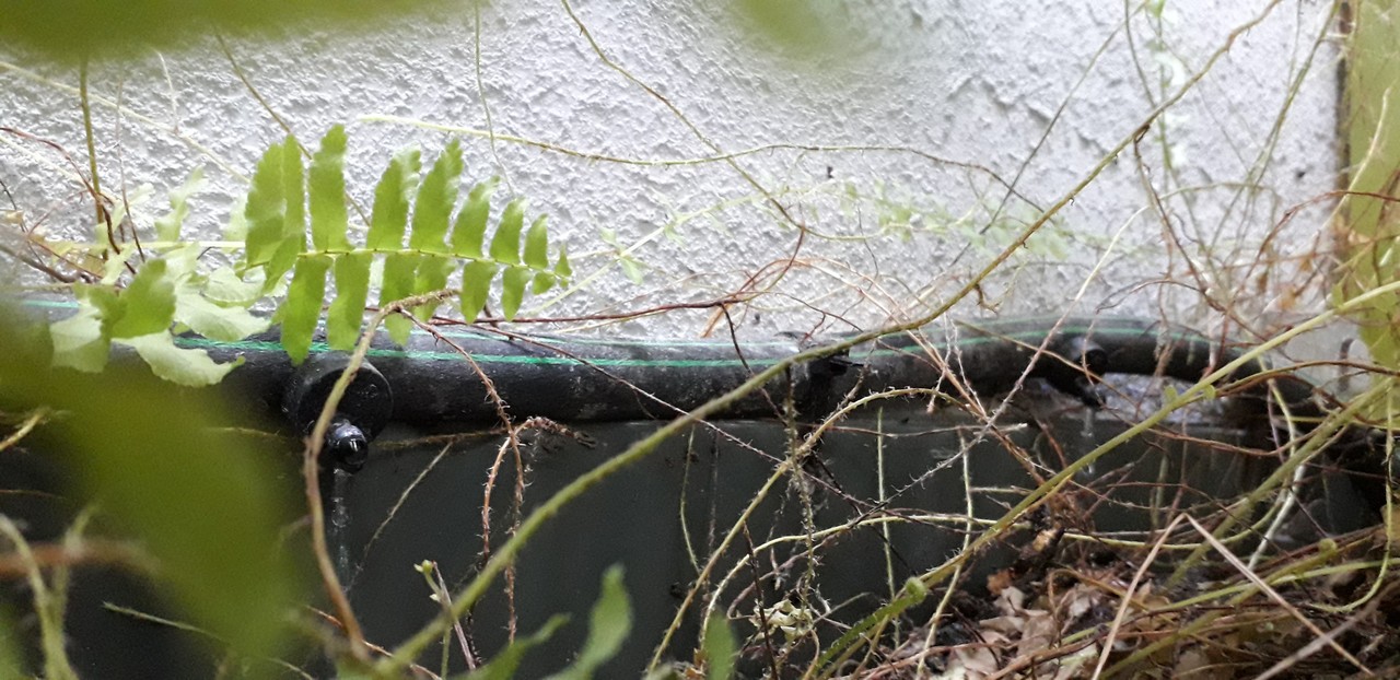 Irrigação_Parede Verde 2.jpg