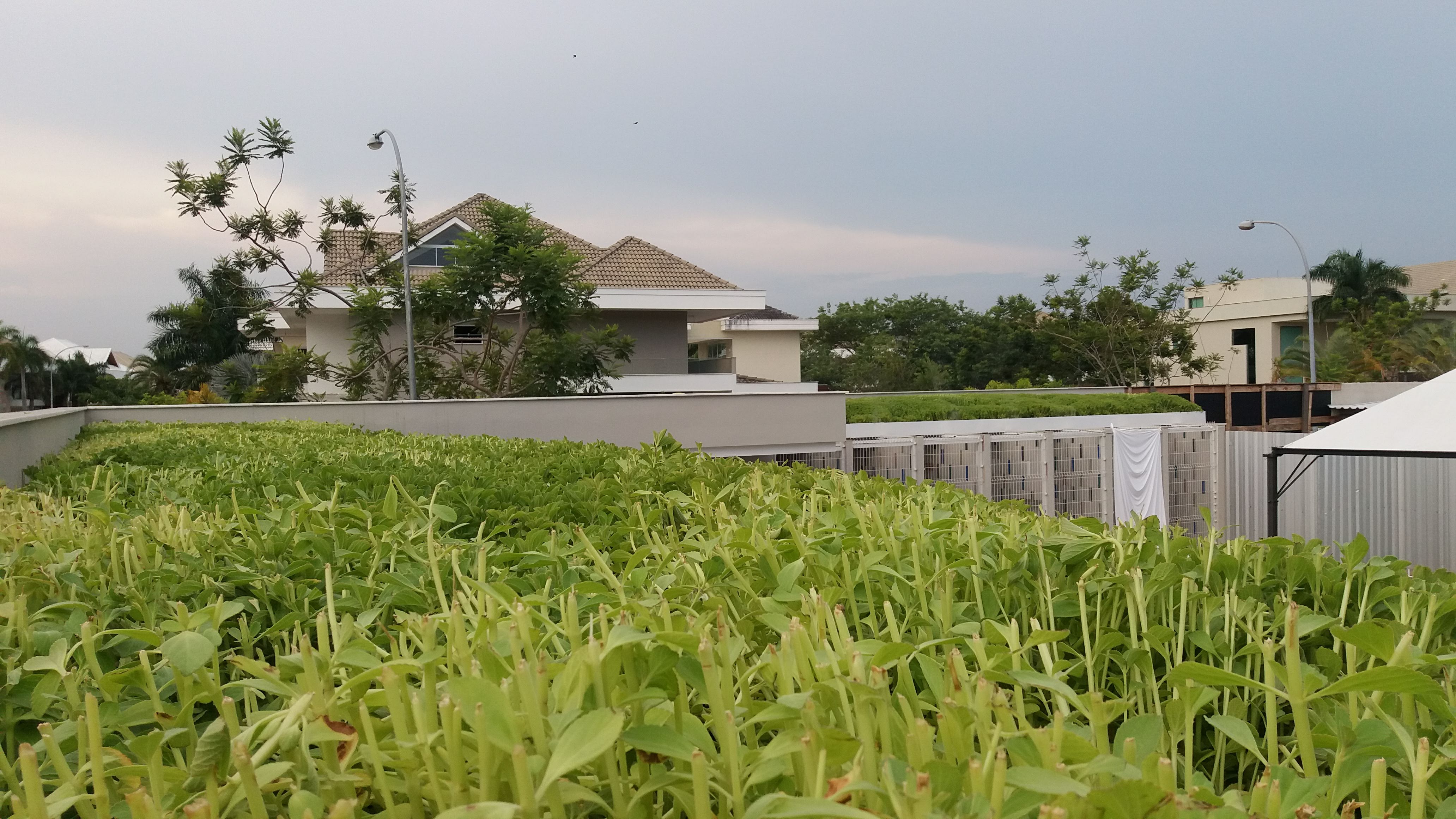 Telhado Verde Alphaville_Barra 5.jpg