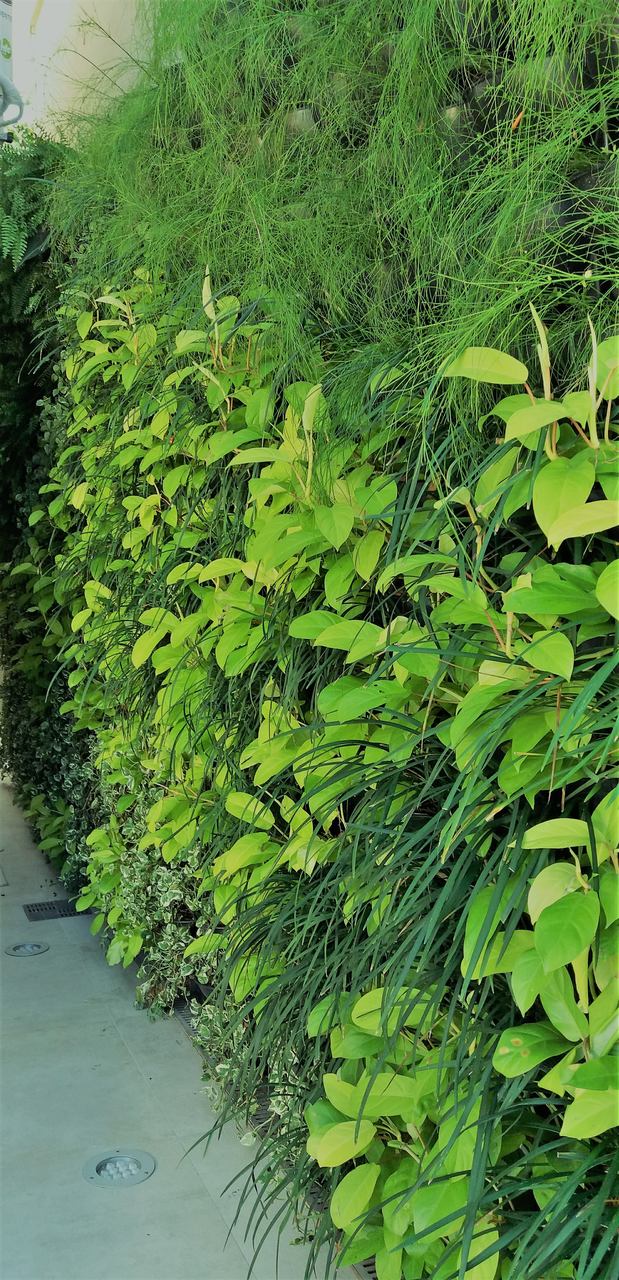 Parede Verde_Residência Cond. Santa Helena_Barra 3 .jpg