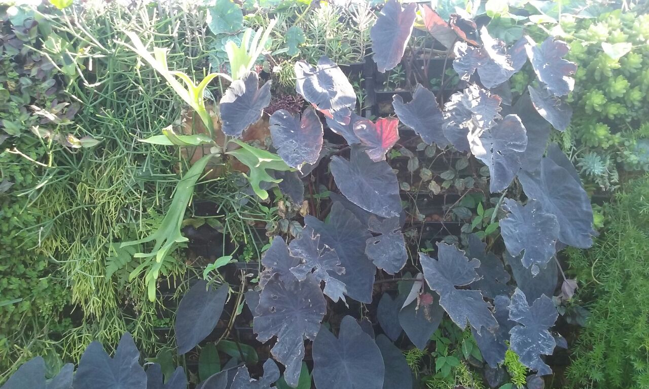 Parede Verde_Residência Cond. Pontal da Areia_Recreio 4.jpg