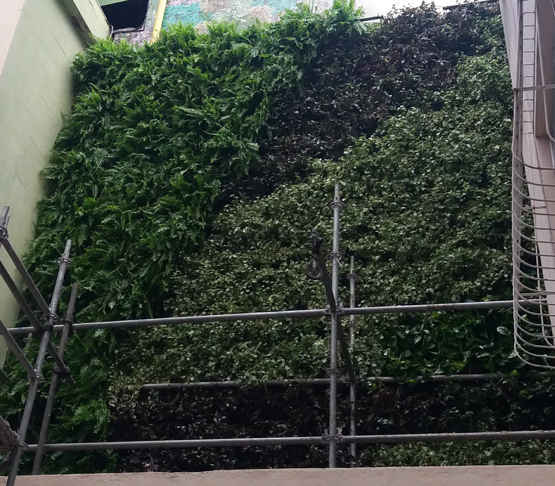 Parede Verde_Hospital São Lucas 4.jpg