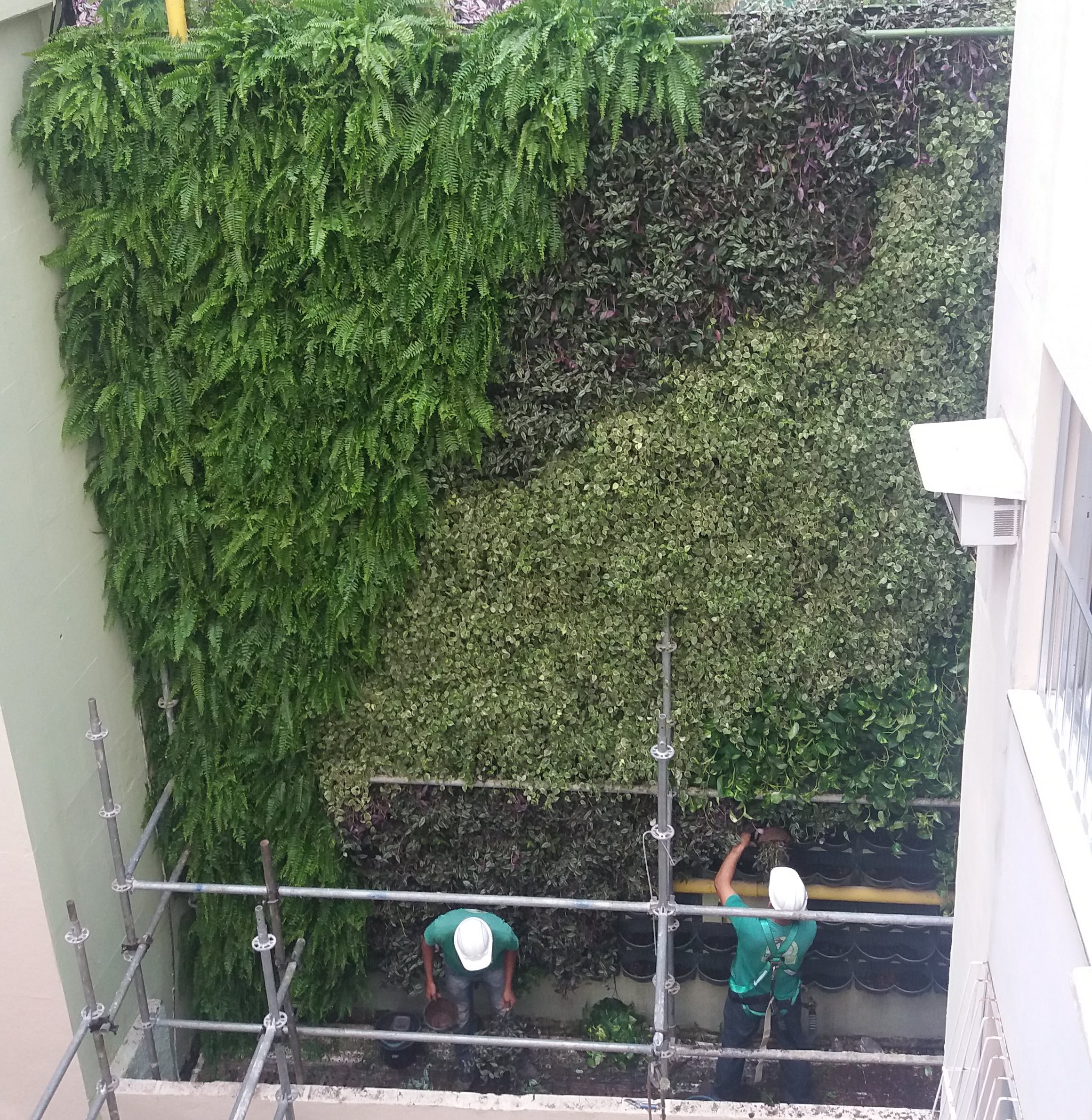 Parede Verde_Hospital São Lucas 1.jpg