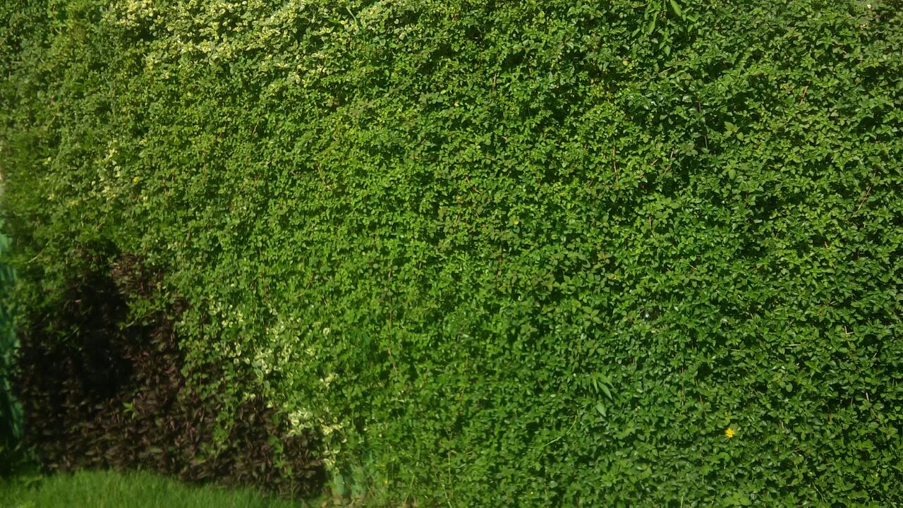 Parede Verde_Cond. Florence Residencial_Fonseca 3.jpg